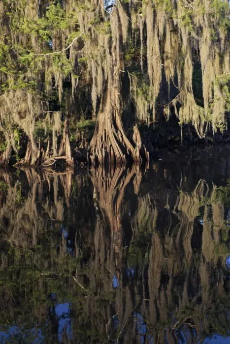 Framed Print : Cypress tree draped in Spanish moss along the Econlockhatchee River, a blackwater tributary of the St. Johns River, near Orlando, Florida Framed Print : Cypress tree draped in Spanish moss along the Econlockhatchee River, a blackwater tributary of the St. Johns River, near Orlando, Florida