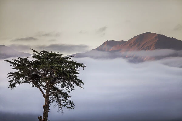 Cypress tree in foreground with clouds and mountain in background near Kaikoura, South Island