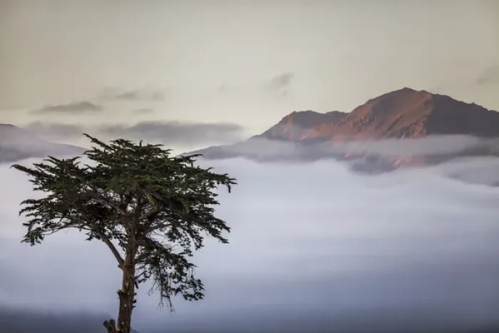 Framed Print : Cypress tree in foreground with clouds and mountain in background near Kaikoura, South Island Framed Print : Cypress tree in foreground with clouds and mountain in background near Kaikoura, South Island