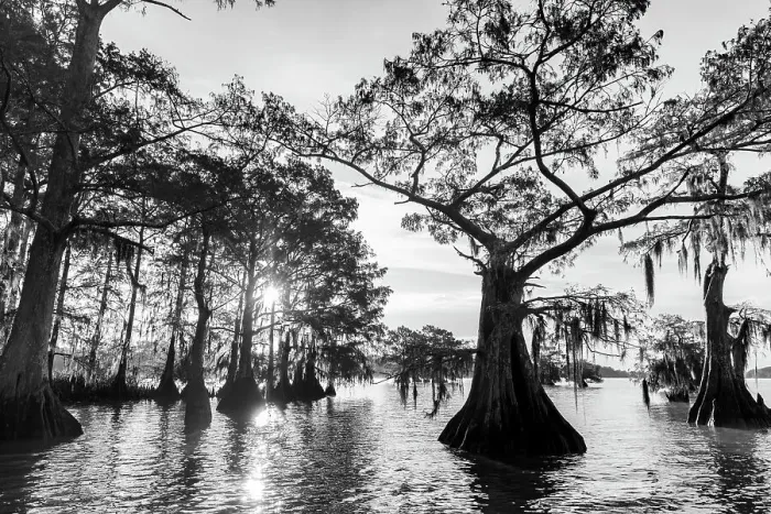 Framed Print : Cypress trees in autumn at Lake Dauterive near Loreauville, Louisiana, USA Framed Print : Cypress trees in autumn at Lake Dauterive near Loreauville, Louisiana, USA