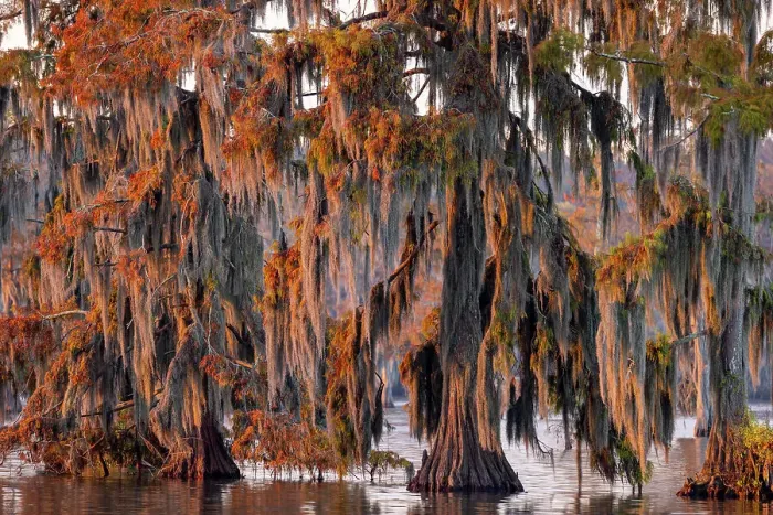 Framed Print : Cypress trees in autumn at Lake Martin near Lafayette, Louisiana, USA Framed Print : Cypress trees in autumn at Lake Martin near Lafayette, Louisiana, USA