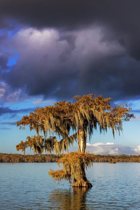 Framed Print : Cypress trees in autumn at Lake Martin near Lafayette, Louisiana, USA Framed Print : Cypress trees in autumn at Lake Martin near Lafayette, Louisiana, USA