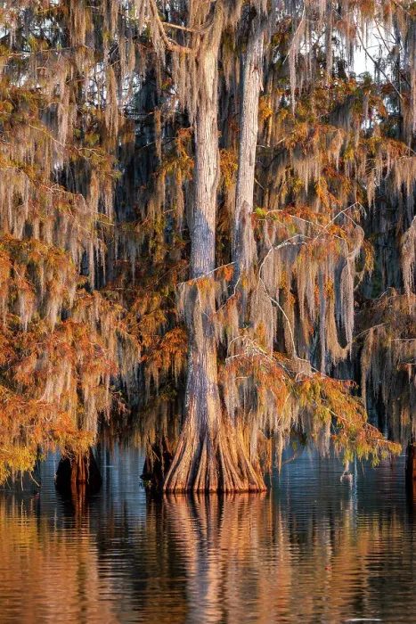 Framed Print : Cypress trees in autumn at Lake Martin near Lafayette, Louisiana, USA Framed Print : Cypress trees in autumn at Lake Martin near Lafayette, Louisiana, USA