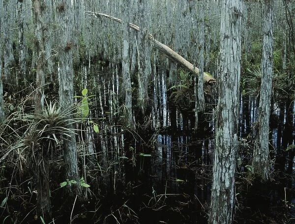 Cypress trees and bromeliad, Corkscrew Swamp Sanctuary, Florida, December