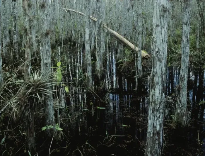 Framed Print : Cypress trees and bromeliad, Corkscrew Swamp Sanctuary, Florida, December