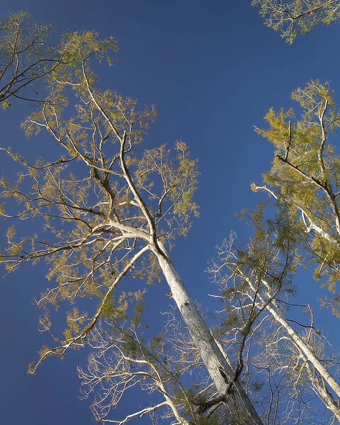 Cypress trees, Corkscrew Swamp Sanctuary, Florida