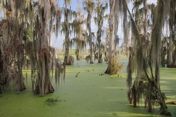 Cypress trees draped in Spanish moss, Circle B Ranch, Polk County, Florida