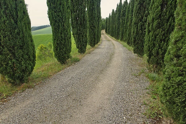 Cypress trees along driveway, Tuscany, Italy