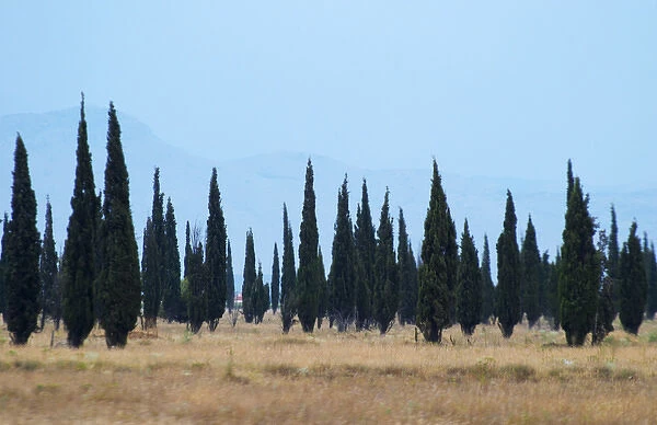 Cypress trees on a dry plain forming a strange pattern, high mountains in the background