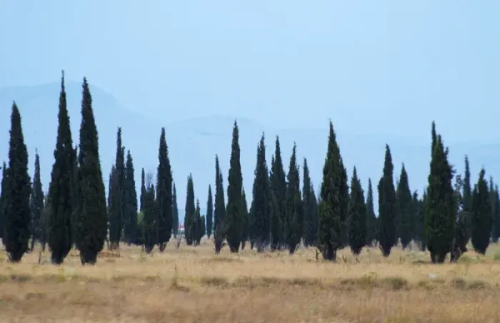 Framed Print : Cypress trees on a dry plain forming a strange pattern, high mountains in the background Framed Print : Cypress trees on a dry plain forming a strange pattern, high mountains in the background