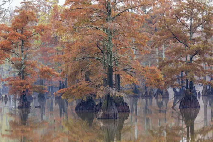 Framed Print : Cypress trees in fall color Horseshoe Lake State Fish and Wildlife Area, Alexander County