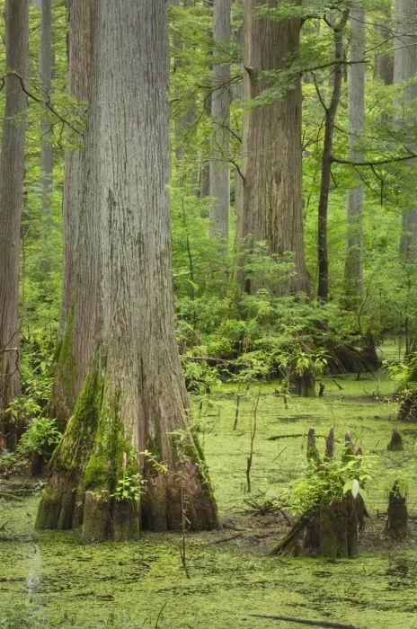 Framed Print : Cypress trees in Heron Pond, Cache River State Natural Area, Illinois Framed Print : Cypress trees in Heron Pond, Cache River State Natural Area, Illinois