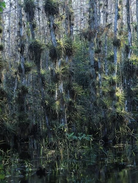 Cypress trees loaded with bromeliads, Big Cypress National Preserve, Florida, December