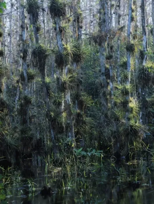 Framed Print : Cypress trees loaded with bromeliads, Big Cypress National Preserve, Florida, December Framed Print : Cypress trees loaded with bromeliads, Big Cypress National Preserve, Florida, December