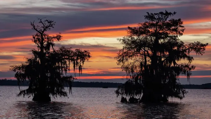 Framed Print : Cypress trees silhouetted at sunrise in autumn at Lake Dauterive near Loreauville, Louisiana, USA