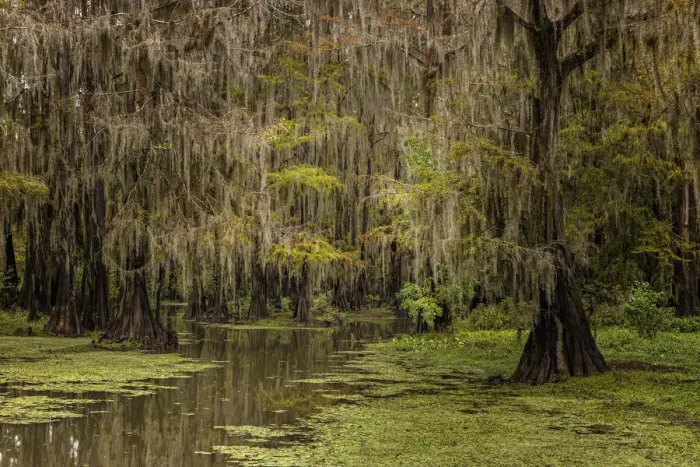 Framed Print : Cypress trees and Spanish moss lining shoreline of Caddo Lake, Uncertain, Texas Framed Print : Cypress trees and Spanish moss lining shoreline of Caddo Lake, Uncertain, Texas