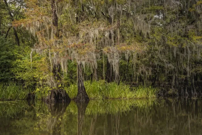 Framed Print : Cypress trees and Spanish moss lining shoreline of Caddo Lake, Uncertain, Texas