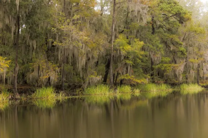 Framed Print : Cypress trees and Spanish moss lining shoreline of Caddo Lake, Uncertain, Texas