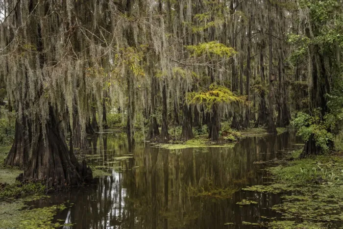 Framed Print : Cypress trees and Spanish moss lining shoreline of Caddo Lake, Uncertain, Texas