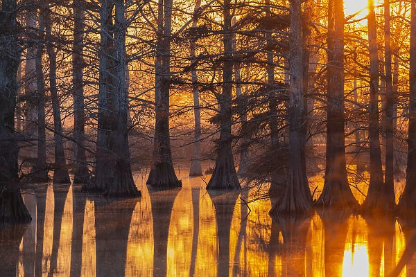 Cypress trees at sunset in fall Horseshoe Lake State Fish & Wildlife Area