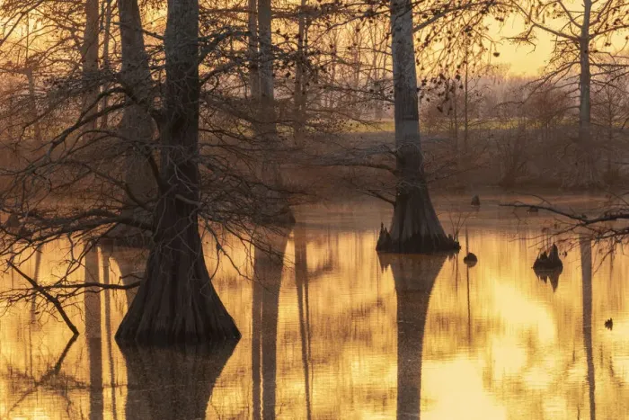 Framed Print : Cypress trees at sunset in fall Horseshoe Lake State Fish and Wildlife Area Framed Print : Cypress trees at sunset in fall Horseshoe Lake State Fish and Wildlife Area