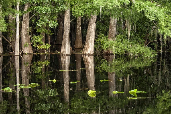 Cypress trees in Suwanee River with reflection