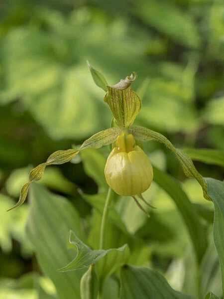 Cypripedium parviflorum, commonly known as yellow ladys slipper or moccasin flower