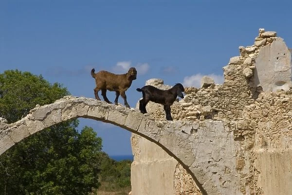 Cyprus, Karpas peninsula, abandoned church of St Elouse near Dipkarpaz, goats above