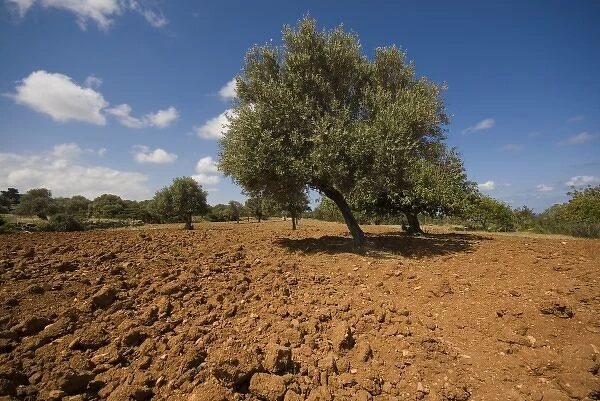 Cyprus, Karpas peninsula, Sipahi village, olive tree
