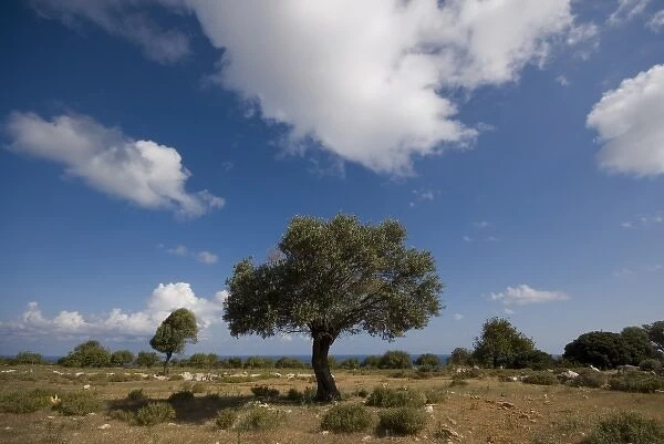 Cyprus, Karpas peninsula, view near Cape Yassu (Yenierenkoy), olive tree