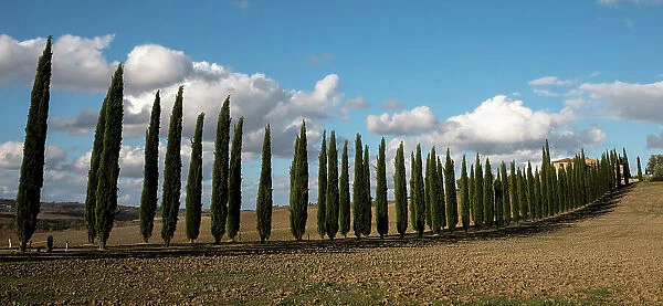 Cyprus trees, Italy