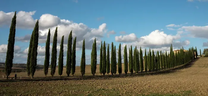 Framed Print : Cyprus trees, Italy Framed Print : Cyprus trees, Italy