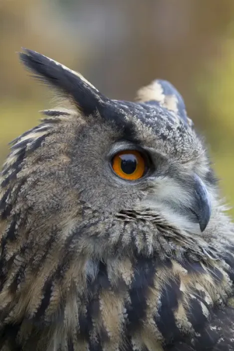 Framed Print : Czech Republic, Liberec, Sychrov. Eagle owl (Bubo bubo). Captive. Falconry Show with birds of prey