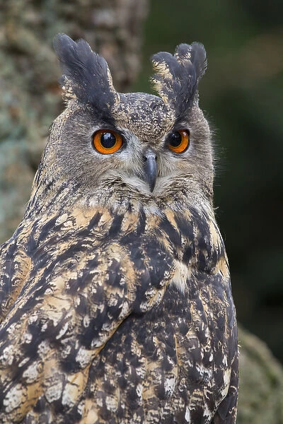 Czech Republic, Liberec, Sychrov. Eagle owl (Bubo bubo). Captive. Falconry Show with birds of prey