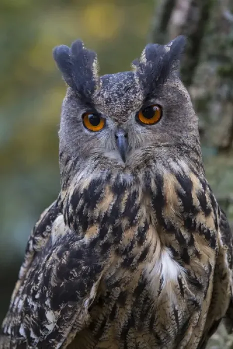 Framed Print : Czech Republic, Liberec, Sychrov. Eagle owl (Bubo bubo). Captive. Falconry Show with birds of prey