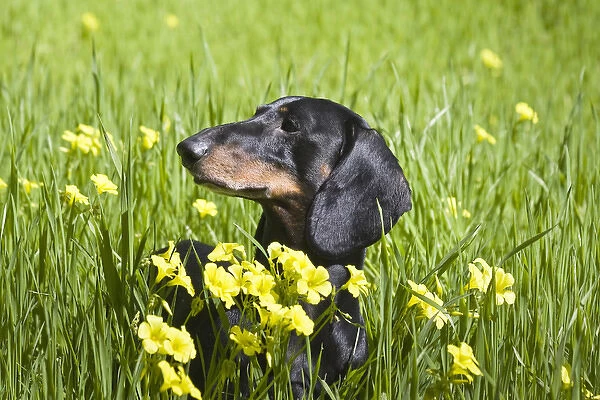A Dachshund  /  Doxen in a field with yellow flowers in the foreground