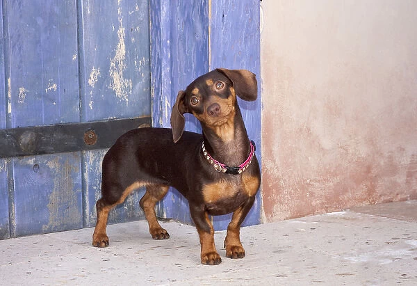 A Dachshund  /  Doxen puppy standing in a colorful doorway with a pink bling collar