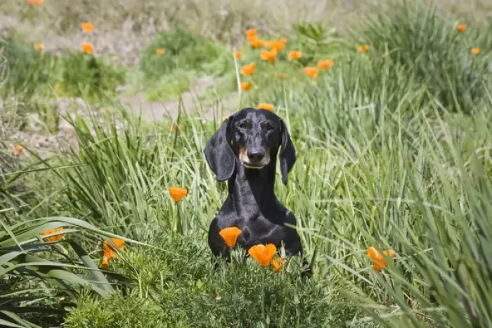 Framed Print : A Dachshund  /  Doxen sitting in a field with wild Poppy flowers