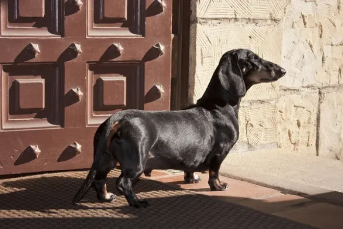 Framed Print : A Dachshund  /  Doxen standing in a doorway looking out
