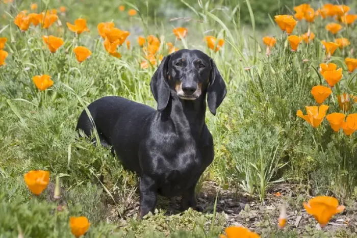 Framed Print : A Dachshund / Doxen standing in a field of wild Poppy flowers Framed Print : A Dachshund / Doxen standing in a field of wild Poppy flowers