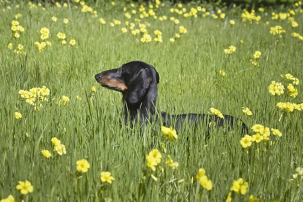 A Dachshund  /  Doxen standing in a field of yellow flowers