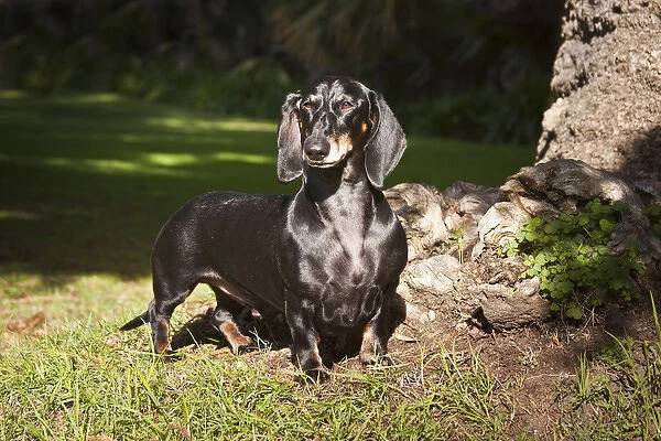 A Dachshund  /  Doxen standing in a patch of sun light in a park next to a tree
