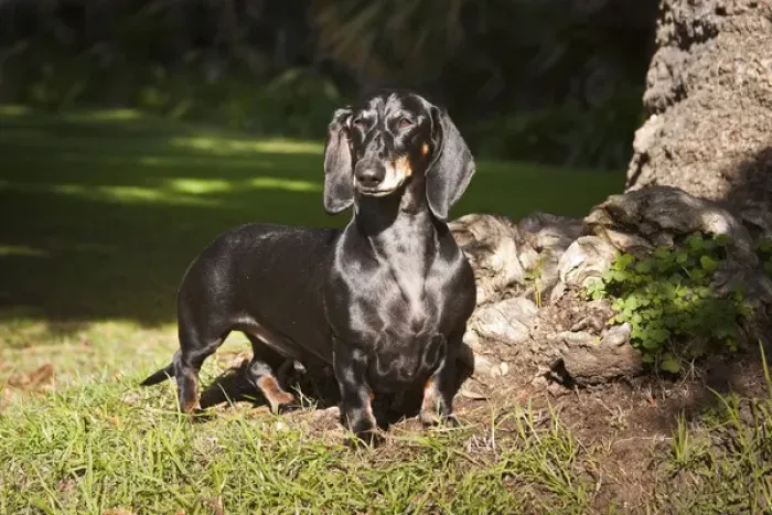 Framed Print : A Dachshund / Doxen standing in a patch of sun light in a park next to a tree Framed Print : A Dachshund / Doxen standing in a patch of sun light in a park next to a tree