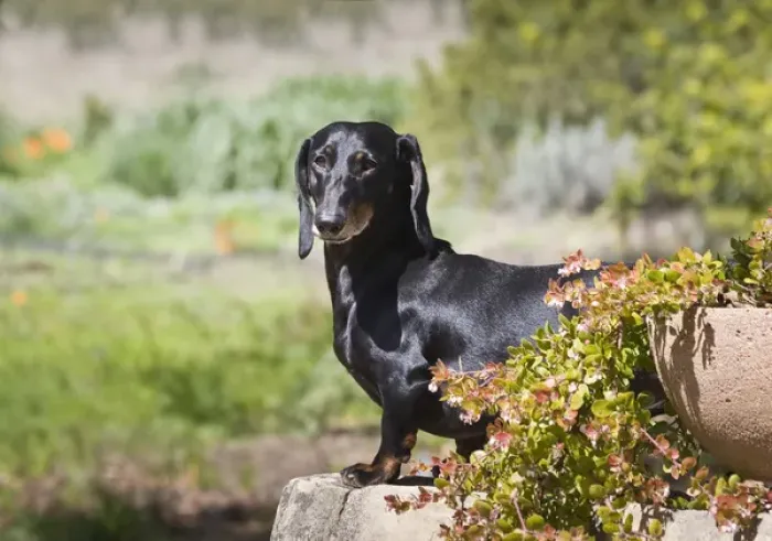 Framed Print : A Dachshund / Doxen standing, on a sandstone wall in a garden Framed Print : A Dachshund / Doxen standing, on a sandstone wall in a garden