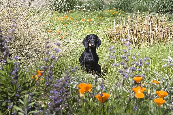 A Dachshund  /  Doxen standing on a small rock in a field of wildflowers