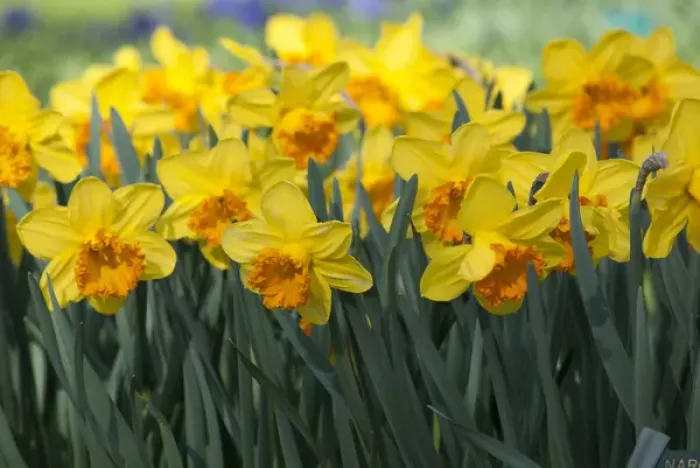Framed Print : Daffodil blooms Framed Print : Daffodil blooms