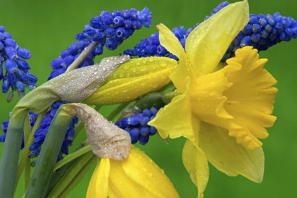 Detail of daffodil and hyacinth flowers