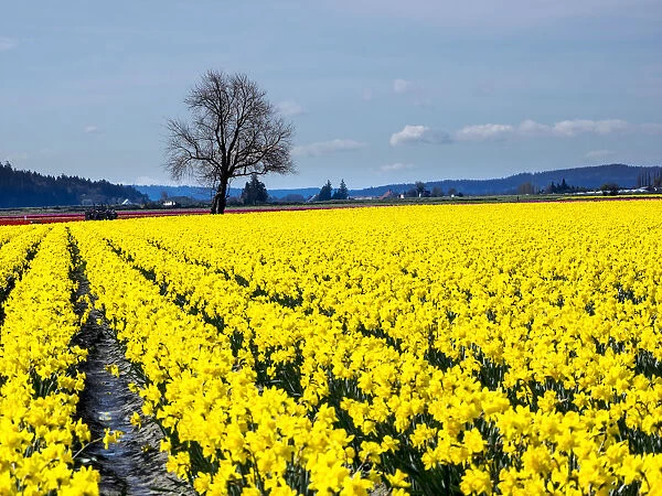 Daffodils fields in bloom