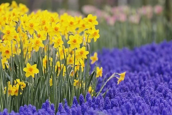 Daffodils and Grape Hyacinth, Keukenhof Gardens, Lisse, Netherlands