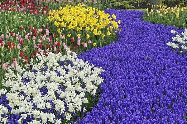 Daffodils and Grape Hyacinth, Keukenhof Gardens, Lisse, Netherlands